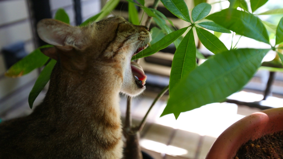 Cat eating house plant - by De an Sun on Unsplash.com