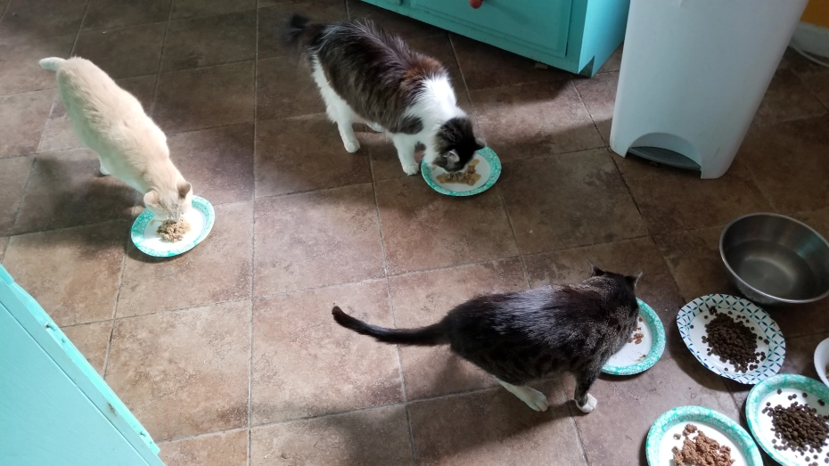 Cats eating their food at home