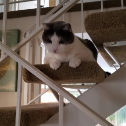 Apollo - Doug's Pets - dougspets.com