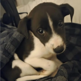 Atlas - Doug's Pets - dougspets.com