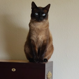 Eros - Doug's Pets - dougspets.com