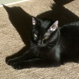 Isis - Doug's Pets - dougspets.com