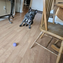 Laika - Doug's Pets - dougspets.com