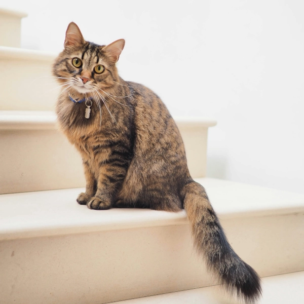 Long Haired Cat - by Alexander London on Unsplash.com