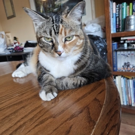 Mia - Doug's Pets - dougspets.com