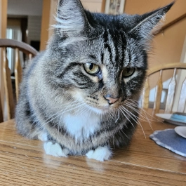 Monkey - Doug's Pets - dougspets.com