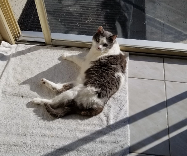 Apollo, one of the cats cared for by Doug Berlie