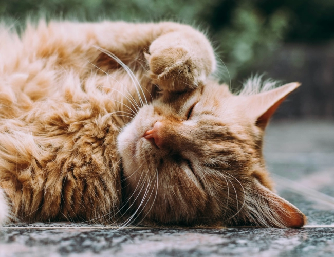 Snoozing Orange Tabby by Ludemeula Fernandes on Unsplash