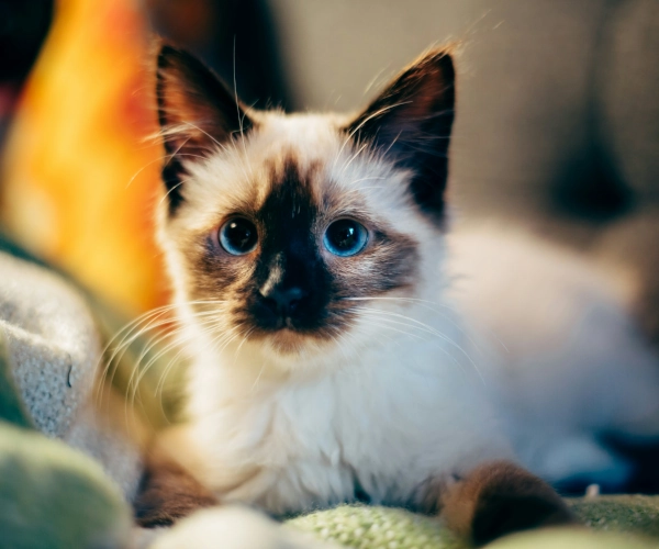 Siamese kitten by Nirzar Pangarkar on Unsplash