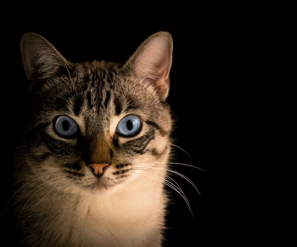 Cat looking toward the contact page content